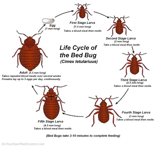 Bed Bugs Pictures Sacramento