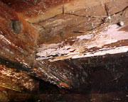 Dryrot Sacramento