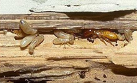 Drywood Termite Damage