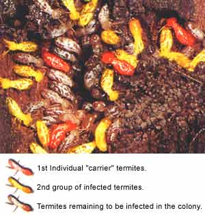 The Termidor Transfer Effect